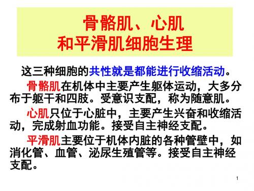 骨骼肌、心肌和平滑肌细胞生理幻灯片课件