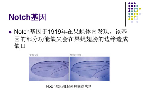 最新NOTCH 信号通路与乳腺肿瘤发生的关系的的研究进展-PPT文档