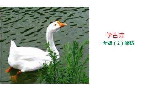 一年级上册语文学古诗-《咏鹅》 人教部编版
