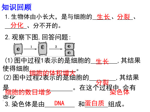 七年级上册第二单元第二章第二节动物体的结构层次(17张PPT)