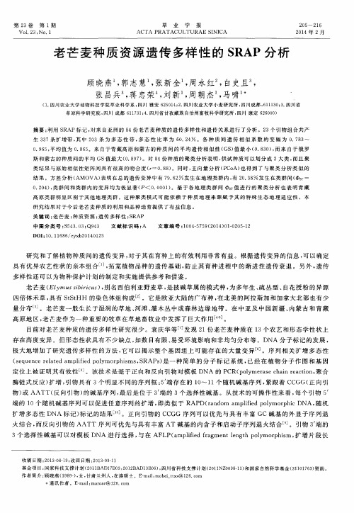 老芒麦种质资源遗传多样性的SRAP分析