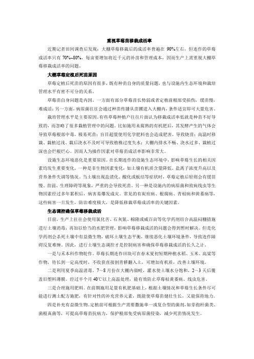 重视草莓移栽成活率