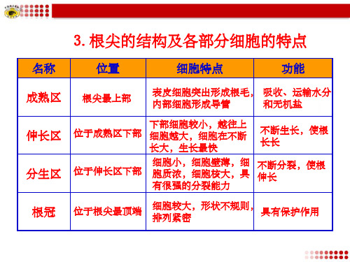 3.根尖的结构及各部分细胞的特点ppt课件