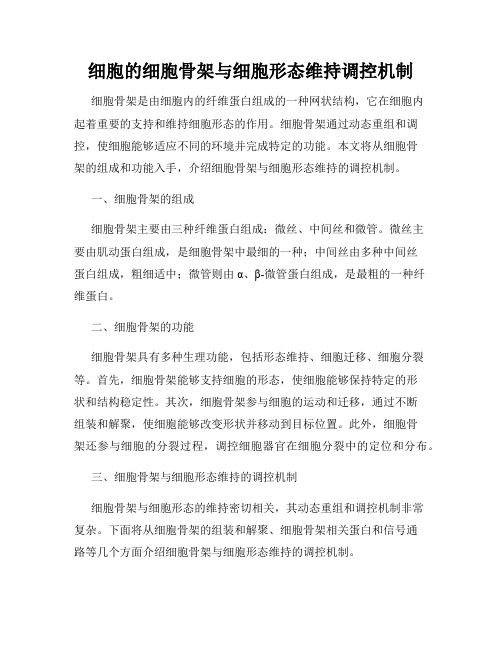 细胞的细胞骨架与细胞形态维持调控机制