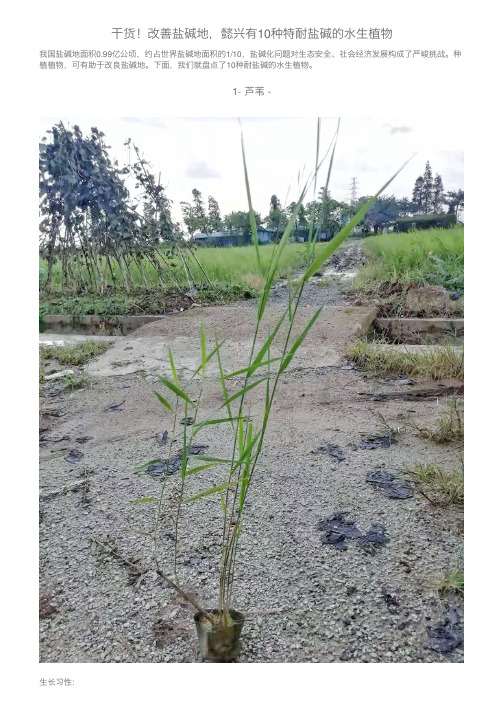 干货！改善盐碱地，懿兴有10种特耐盐碱的水生植物