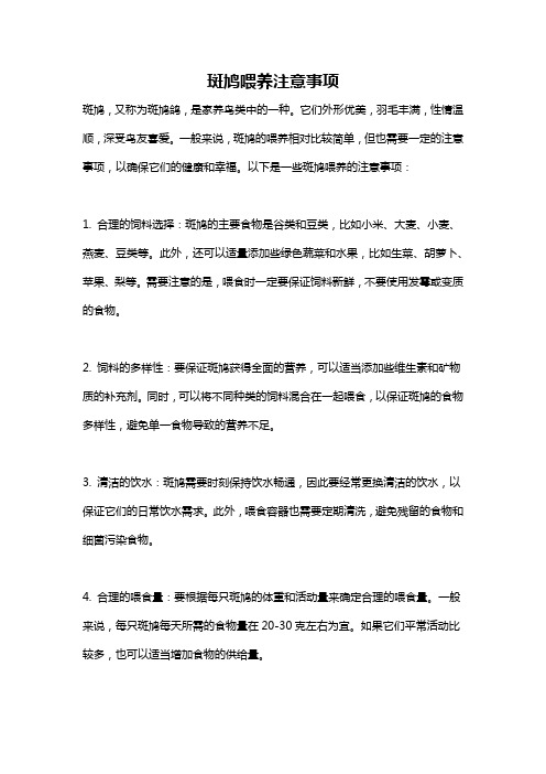 斑鸠喂养注意事项