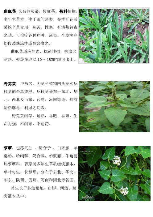 黑龙江伊春月见草地常见杂草