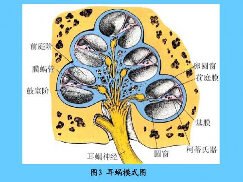 组织学课件09B眼和耳(耳)下