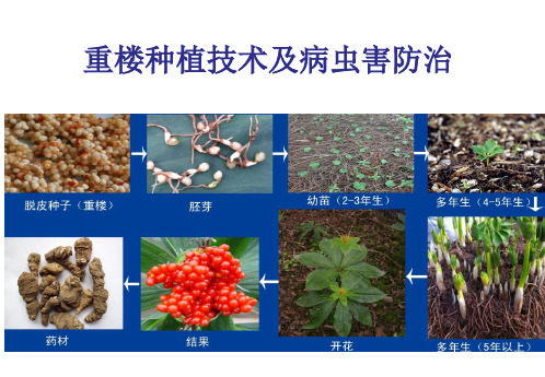 《重楼种植技术及病虫害防治》ppt