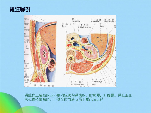 外科学泌尿系结石(共37张PPT)