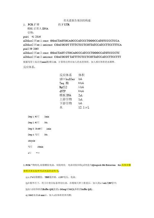 nSMase2单英光素酶报告质粒构建