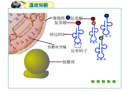 4.2基因对性状的控制 课件(新人教版必修2)