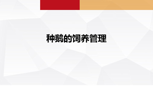 5.4种鹅的饲养管理 课件《禽生产》同步教学(中国农业出版社)