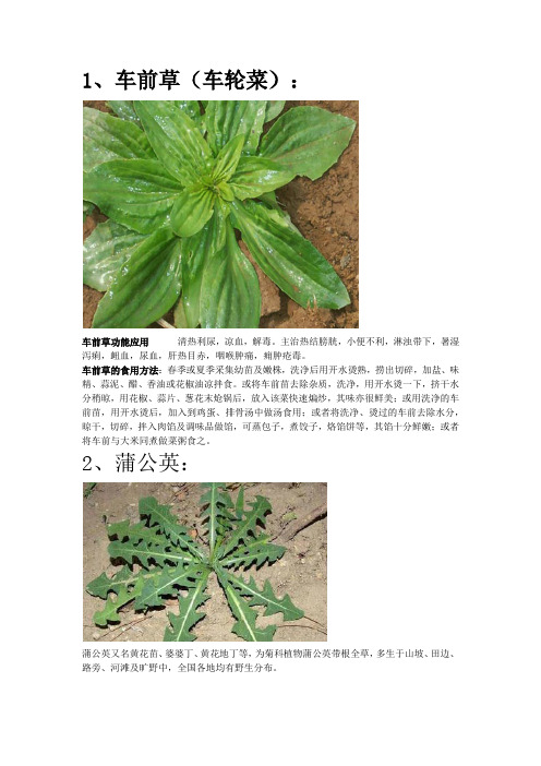 随处可挖的野菜(抗癌大王)