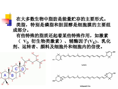 胆固醇生物合成总览乙酰