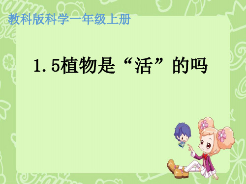 一年级上册科学课件1.5植物是活的吗 (9) l 教科版 (共31张PPT)