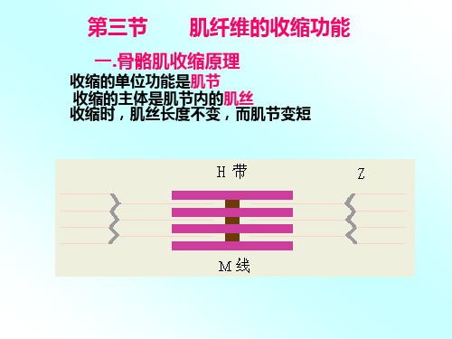 第三节肌细胞的收缩功能