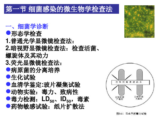 细菌与病毒的病原学检查法PPT课件