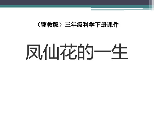 《凤仙花的一生》精品教学课件.