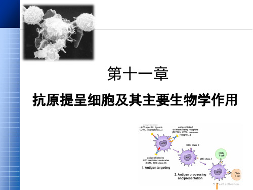 10 抗原提呈细胞及其主要生物学作用