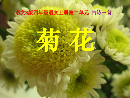 《菊花》PPT课件 图文