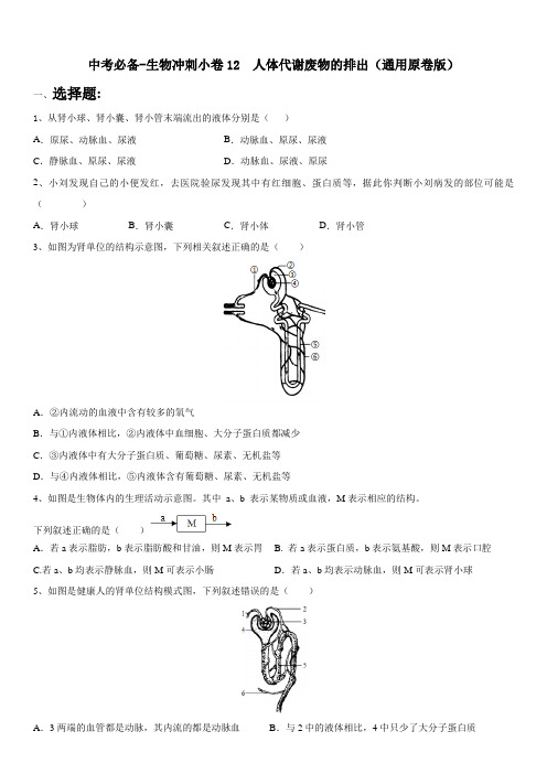 中考必备-生物冲刺小卷12  人体代谢废物的排出(通用原卷版)