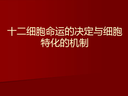 12 细胞命运的决定与细胞特化的机制