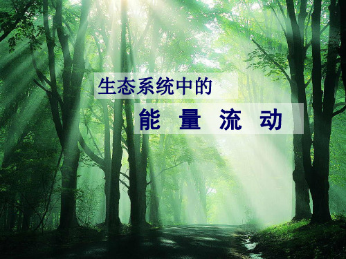 人教版高中生物必修三第5章第2节  生态系统的能量流动  课件(共20张PPT)