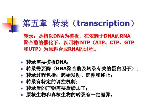 转录起始位点