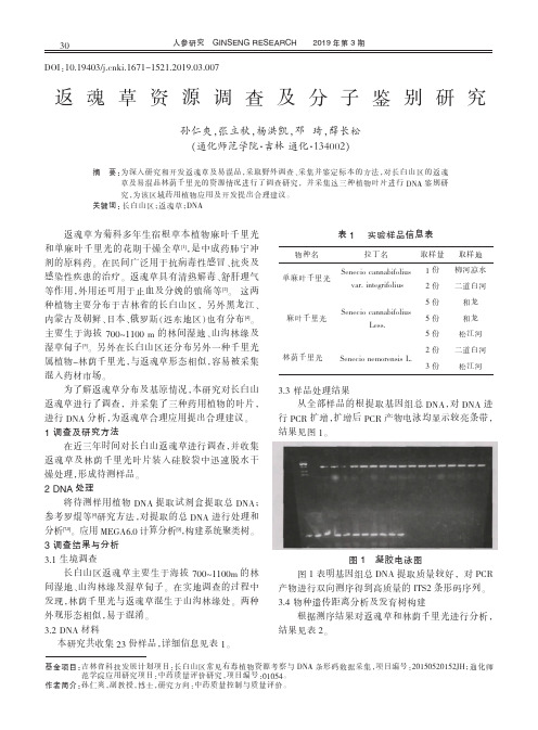 返魂草资源调查及分子鉴别研究