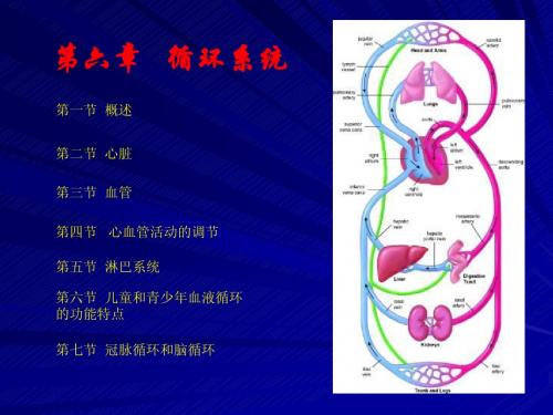 第六章 循环系统