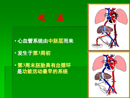 组织学与胚胎学心血管系统的发生讲义