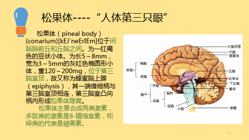 人体内分泌之褪黑素ppt课件