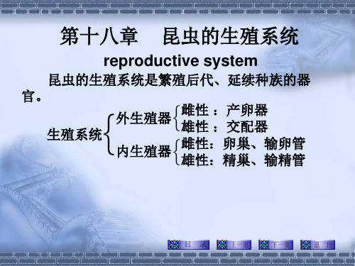 河北农大普通昆虫学-第三篇-昆虫的内部解剖和生理(体壁生殖及内分泌)