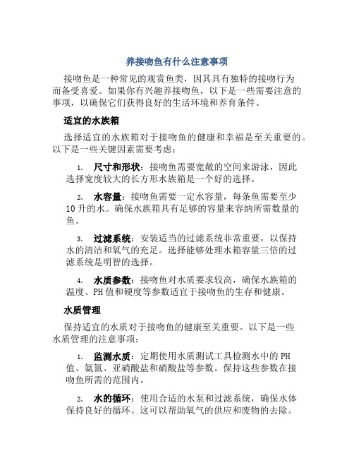 养接吻鱼有什么注意事项