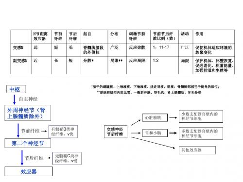 交感副交感