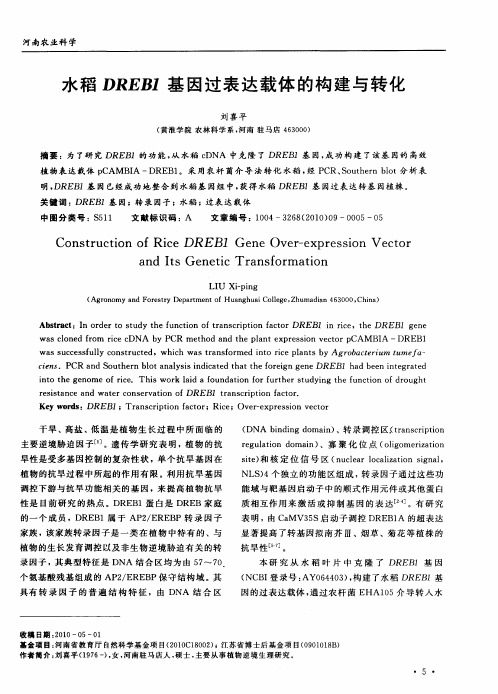 水稻DREB1基因过表达载体的构建与转化