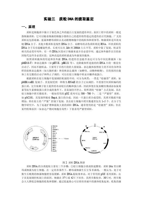 【毕业论文】质粒DNA的提取鉴定