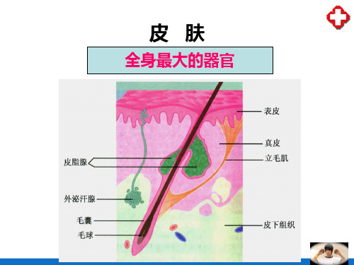 感觉器官—皮肤(人体解剖生理学)