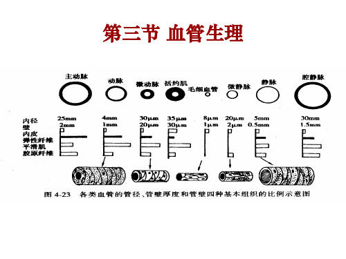 生理学课件第三节血管生理