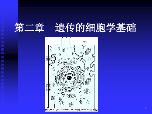 医学遗传学课件】第二章 遗传的细胞学基础