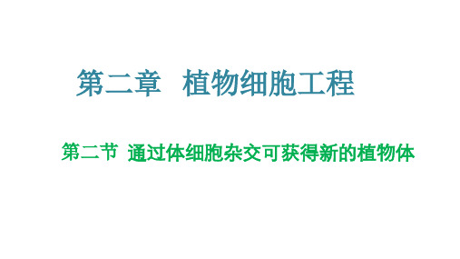 2.2 通过体细胞杂交可获得新的植物体(课件)高二生物(浙科版2019选择性必修3)