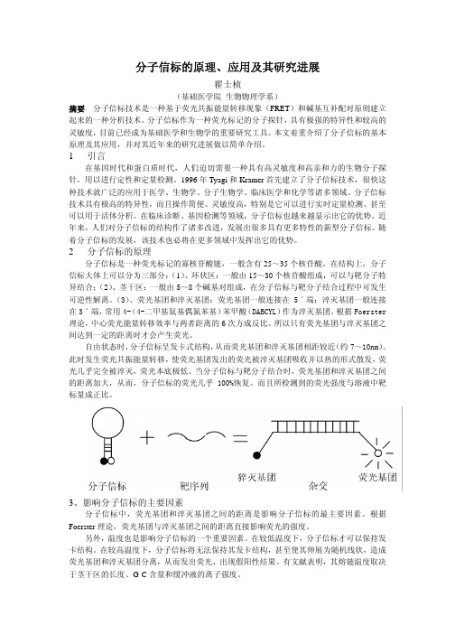 分子信标技术