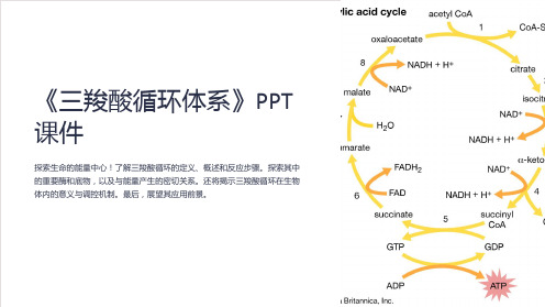 《三羧酸循环体系》课件