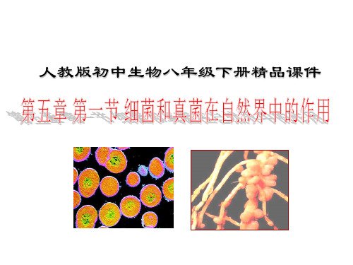 细菌和真菌在自然界中的作用 初中生物人教版八年级上册课件