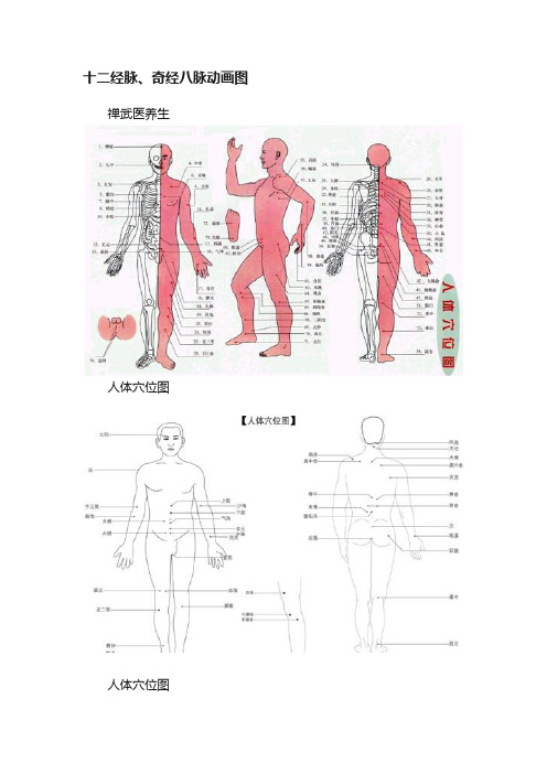 十二经脉、奇经八脉动画图