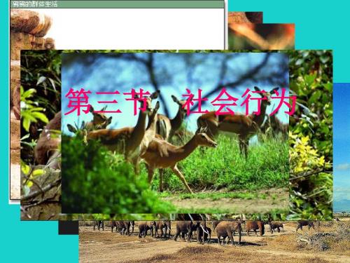 八年级生物上册5.2.3社会行为课件(新版)新人教版 (3)