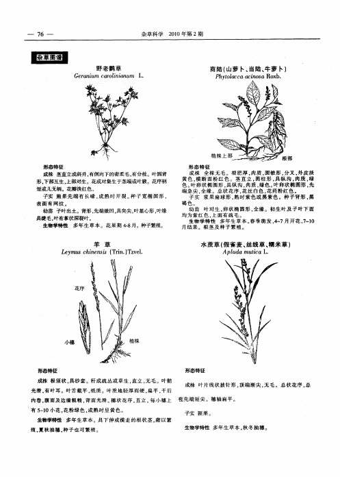 杂草图谱