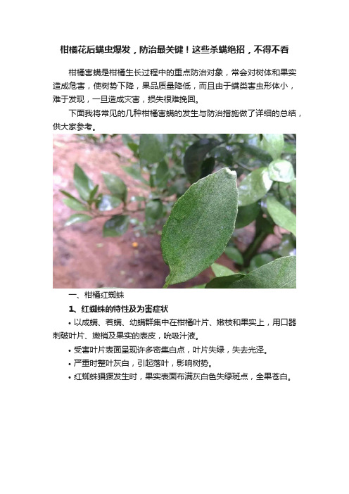 柑橘花后螨虫爆发，防治最关键！这些杀螨绝招，不得不看