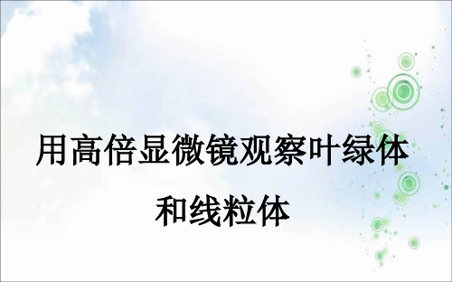 高中生物人教版必修一课件：Flash动态演示实验 3 用高倍显微镜观察叶绿体和线粒体